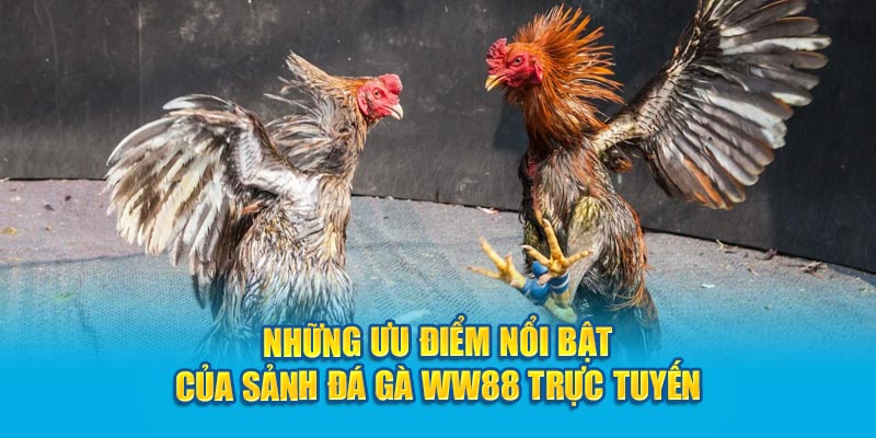 nhung-uu-diem-noi-bat-cua-sanh-dá-gà-Kubet-truc-tuyen